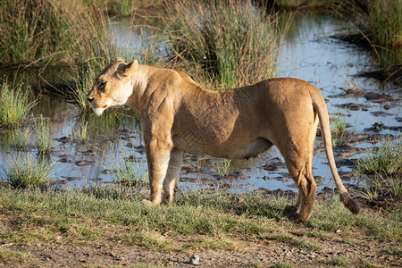 母狮在阳光下站在沼泽池边图片