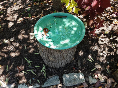绿鸟浴盆在树桩上用图片