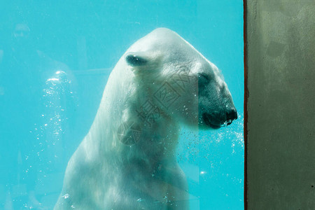 北极熊在水下动物图片