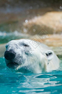 北极熊在动物图片