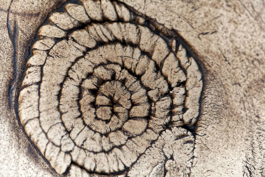灰色陶器表面和化石纹图片