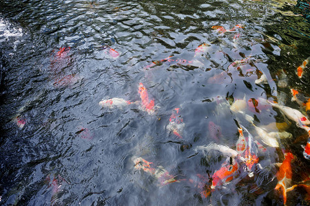 花园池塘里美丽的锦鲤鱼图片