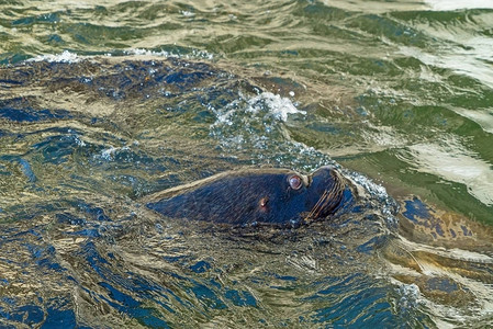 可爱的海豹在游泳池里游泳的特写镜头图片