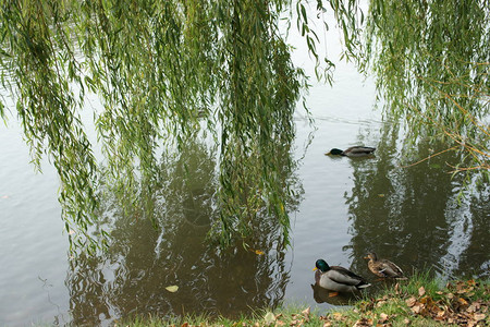 有游泳鸭子和绿树枝的城市池塘图片