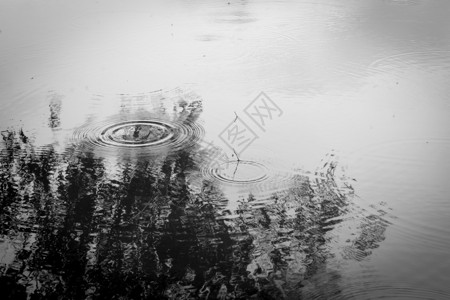 雨滴在池塘表面与柳树的反射相图片
