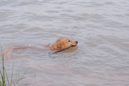 金毛猎犬在湖边玩耍图片