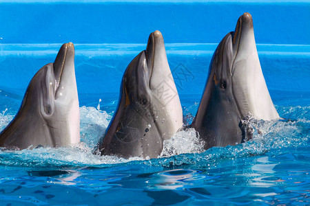 三只海豚从水中浮出带有刻字或文字图片
