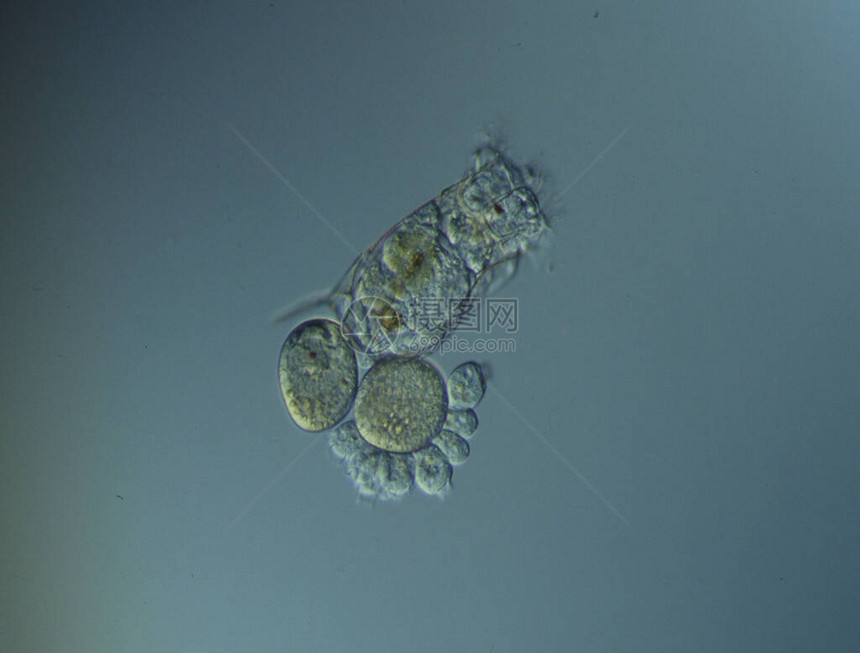 显微镜下的轮虫在水中游泳图片