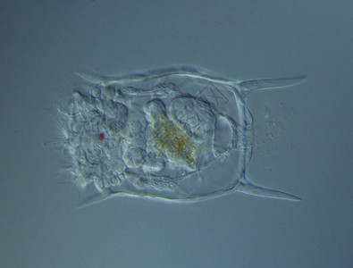 显微镜下的轮虫在水中游泳背景图片