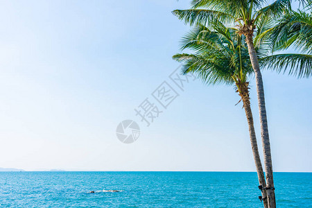 酒店度假胜地豪华户外游泳池和椰子棕榈树图片
