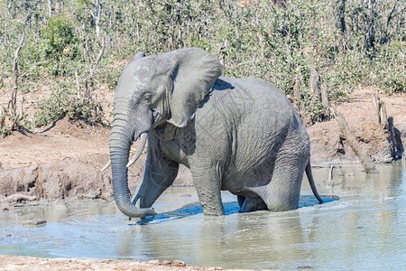 非洲大象LoxodontoAfrican图片