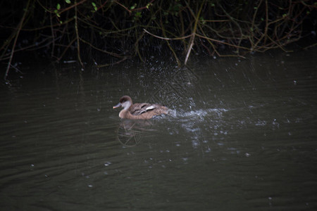 鸭子在水中荡漾图片