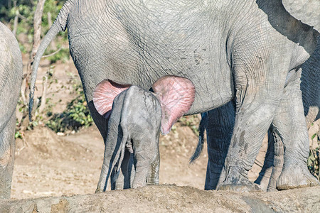 一只非洲大象小牛图片