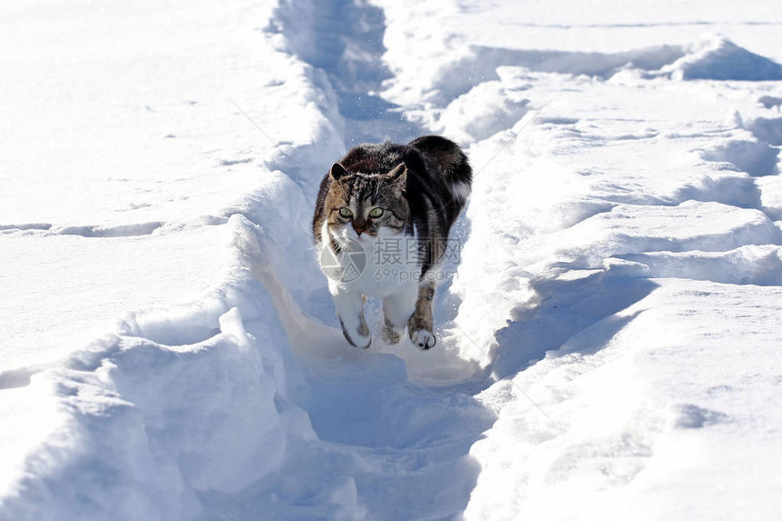 一只白褐色的小猫在冬天的雪图片