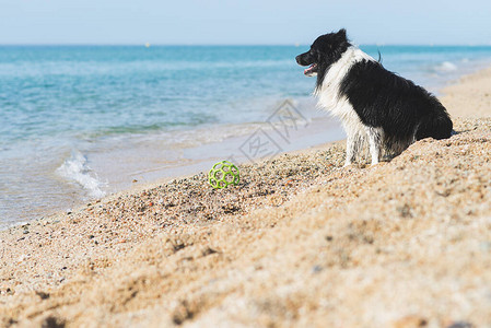 边小狗坐在沙滩图片