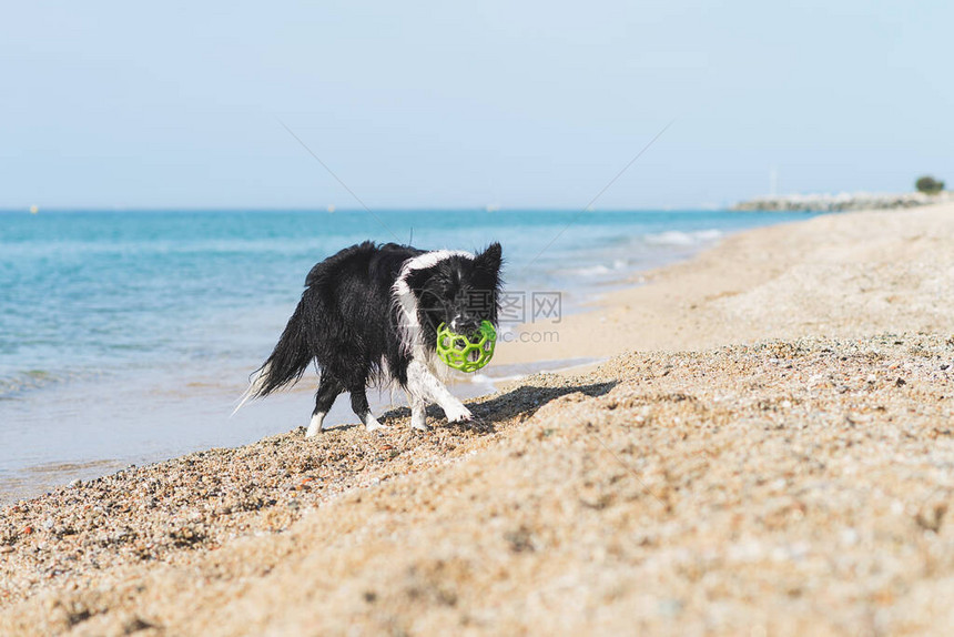 在海滩上奔跑时嘴里有球图片