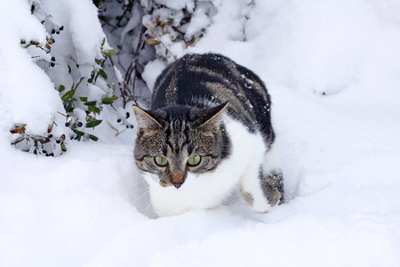 一只小猫在深雪中奋战背景