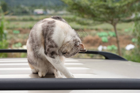 猫在车顶上洗自己图片