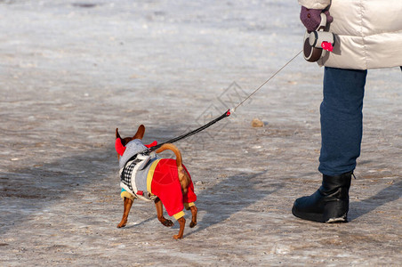 冬天散步时穿着连身衣的狗图片
