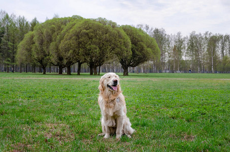 年轻有活力拉布多采集器的狗在草原散步如何保护你的宠物免于高图片