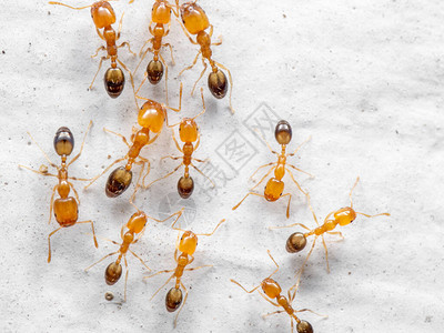 一群小蚂蚁在白墙上奔跑的微距摄影图片