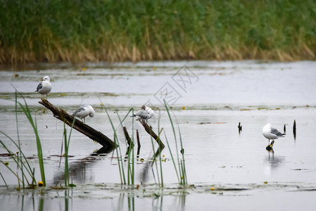 有选择焦点照片普通海鸥鸟拉鲁斯峡谷在拉脱高清图片