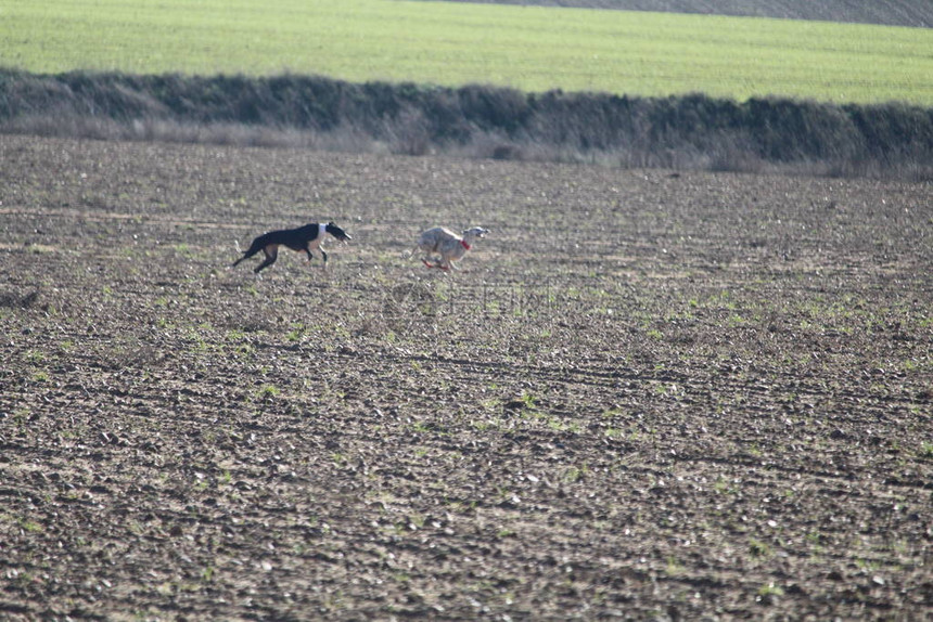 美丽的打猎日狗在野兔后面跑来去追逐它图片