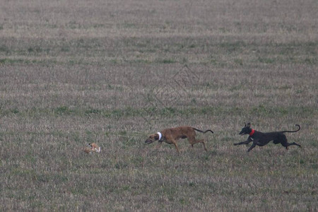 在露天野外捕猎野兔的狗西图片