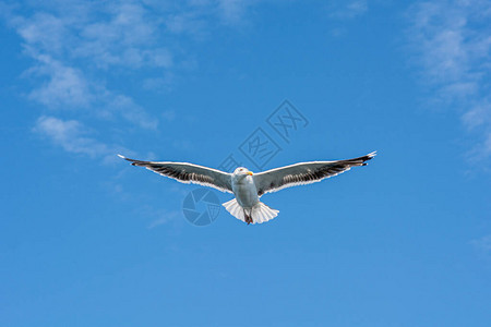 海鸥飞翔的近距离图片清蓝天空背景有图片