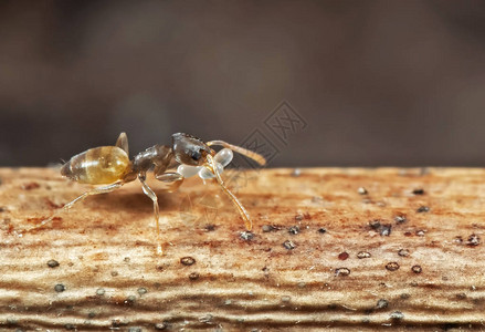 小蚂蚁携带卵蛋和在棍棒上奔图片