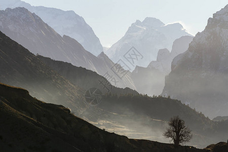 山背景上的树剪影尼泊尔喜马拉雅山安纳普尔纳保护区的图片