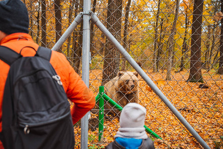 在康复中心的大棕熊秋季节落下小孩看图片