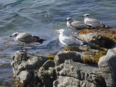 海鸥在悬崖上母子在他们的巢穴中保护海鸥和小鸡免受害虫图片