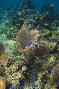 充满大风扇珊瑚礁的图片