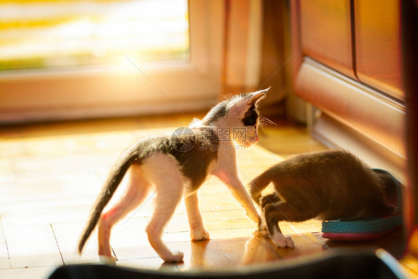 两只最近收养的猫在地板上玩耍图片