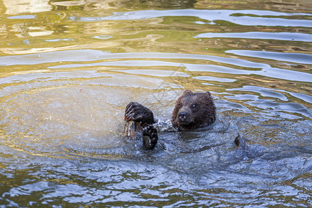 小棕熊在水中玩得开心图片