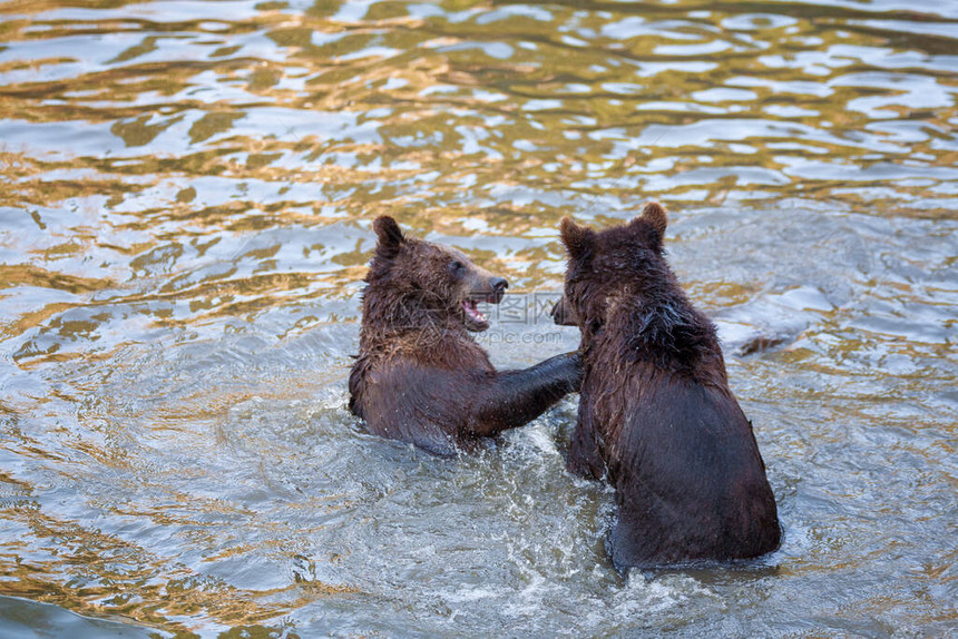 两只熊幼在阿拉斯加某个地方的图片
