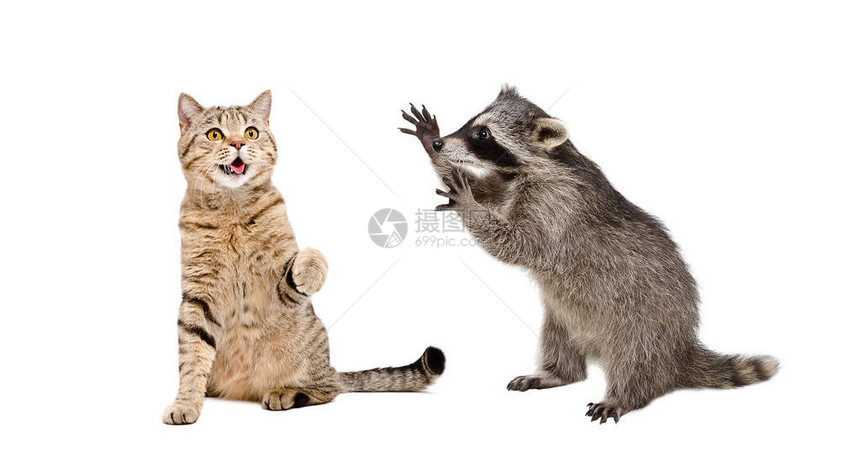 可爱的苏格兰直猫和有趣的浣熊在白色背景下一起玩耍图片