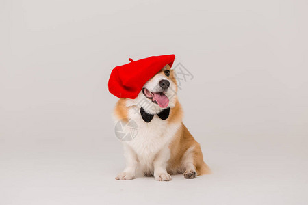 可爱的柯基犬和一顶帽子图片
