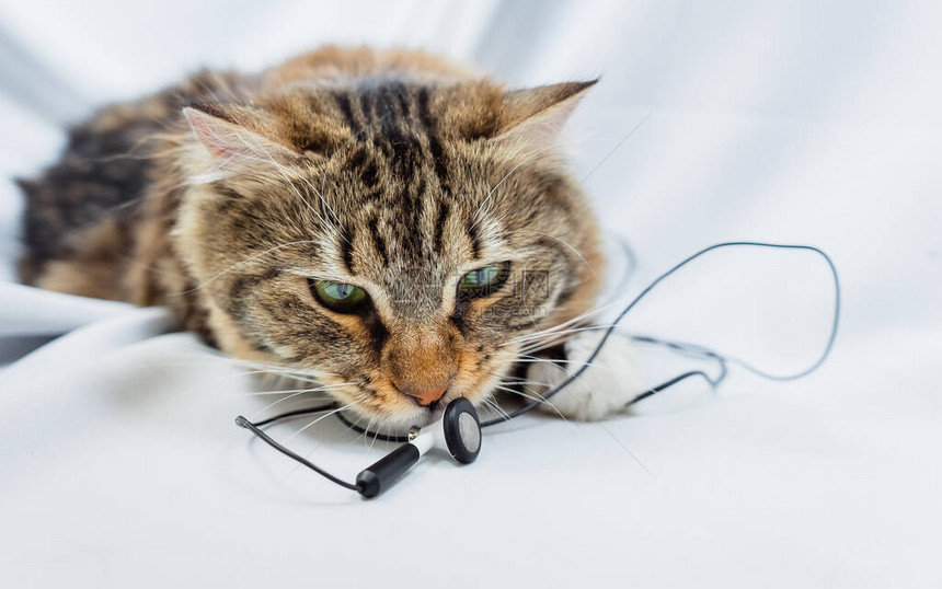 猫嗅音乐耳机宠物在玩电线图片