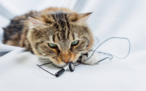 猫嗅音乐耳机宠物在玩电线图片