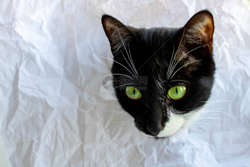 滑稽的黑猫在白色折叠纸上看到一个破洞隐藏游戏恶毒的宠物和淘气的宠物图片