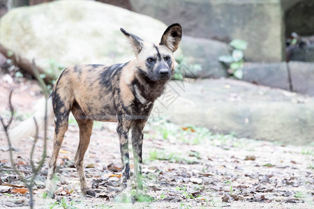 丛林和野生动物保护区的非洲野狗非洲画野狗Lycaonpictus图片