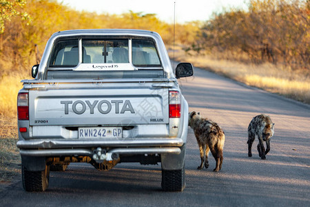 在南非克鲁格公园Kruger公园的一辆游猎车周围布满斑点的图片