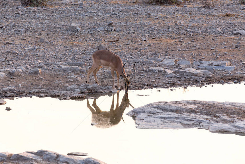 在纳米比亚水坑中看图片