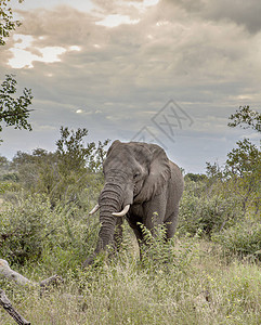 在Kruger公园的灌木丛中图片