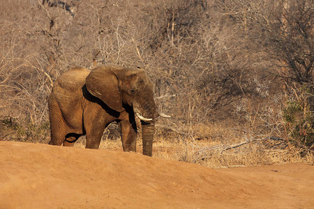 非洲灌木大象Loxodontaafricana正从灌木图片