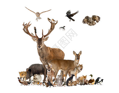 大型的欧洲动物群红鹿红狐鸟鼠图片