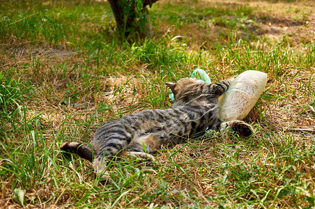 猫在草地上嬉戏和玩具图片