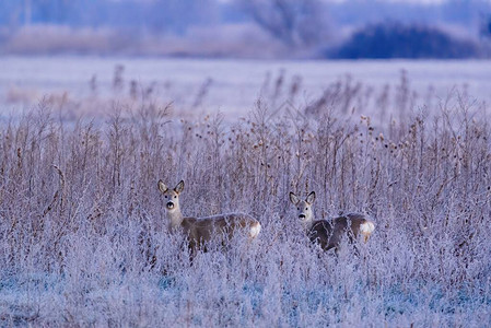 欧洲野鹿冬季草原上的卡图片